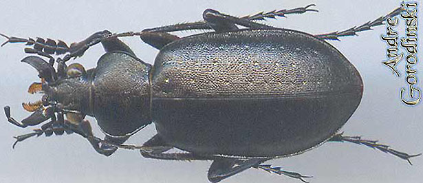 http://www.gorodinski.ru/carabidae/Calosoma lugens.jpg